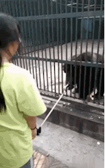 搞笑gif图:这样的黑猩猩也太聪明了吧,都会利用工具了