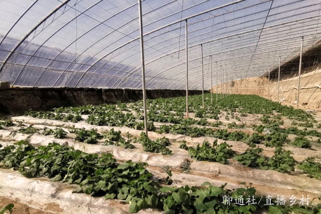 山东高唐一村庄大棚菜"变局",种下佛手瓜长出龙须菜,直供香港