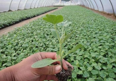 大棚西瓜种植与管理技术 - 2020年最新商品信息聚合专区 - 百度爱采购