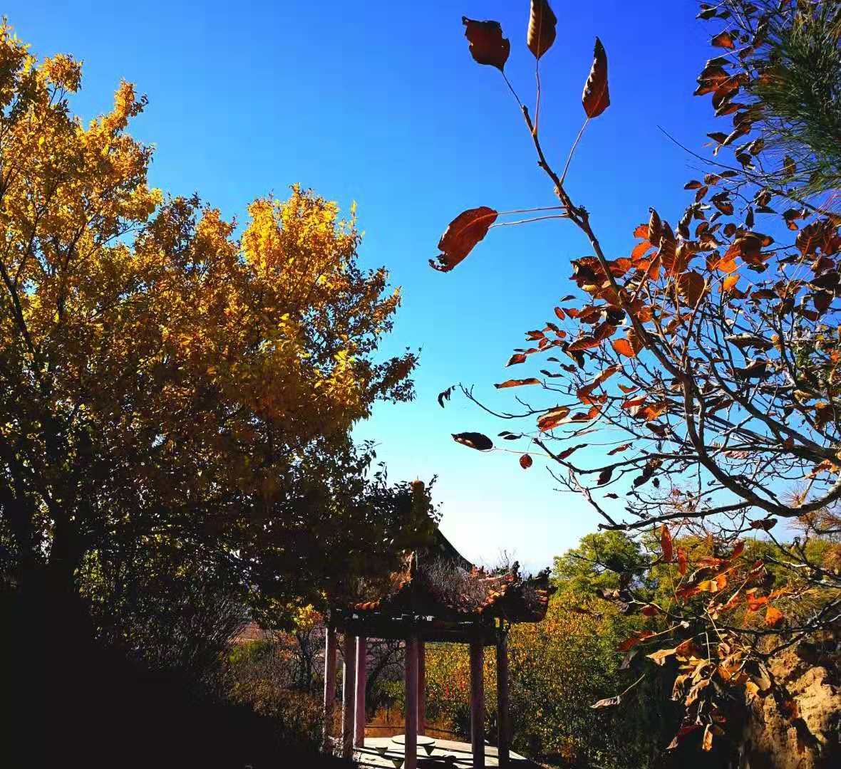 霜天万里,寒烟寥廓,绚烂的树叶即将飘落,它们开始一片一片敲打着冬天