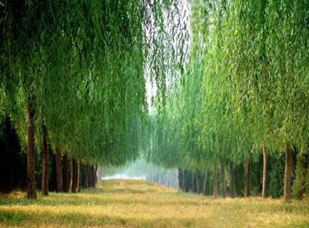 河南商丘民权林场:三代务林人抚育6.9万亩平原林海