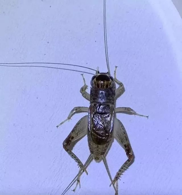 蟋蟀欣赏,红牙黄