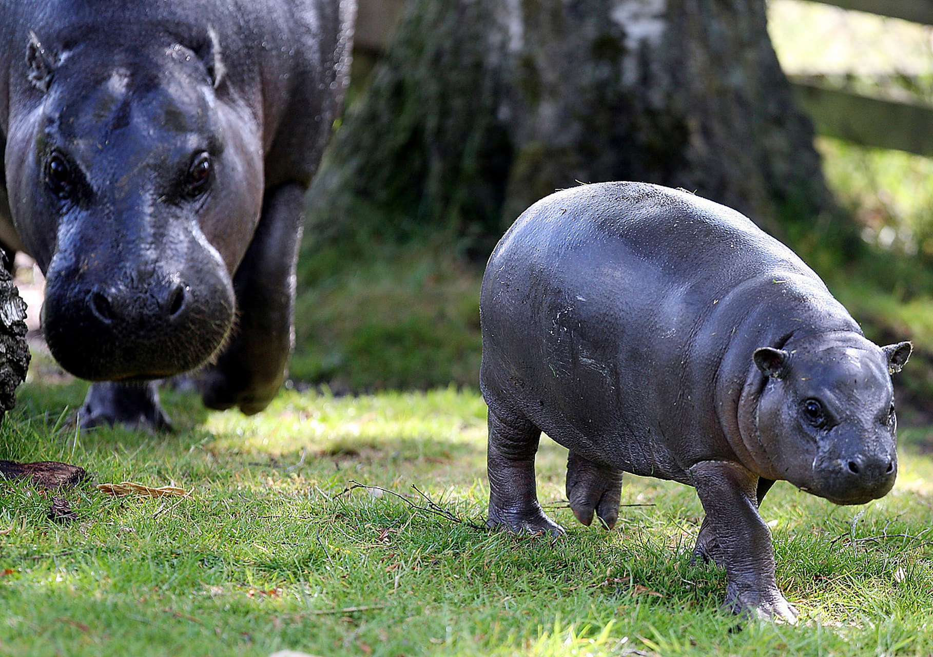成年河马的体长可达5.5米,肩高可达2.3米,体重可达4.5吨.