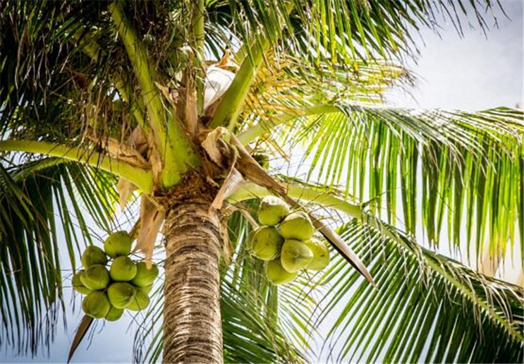 椰子树怎样培养?如何施肥,才可以让椰子能够高产增收