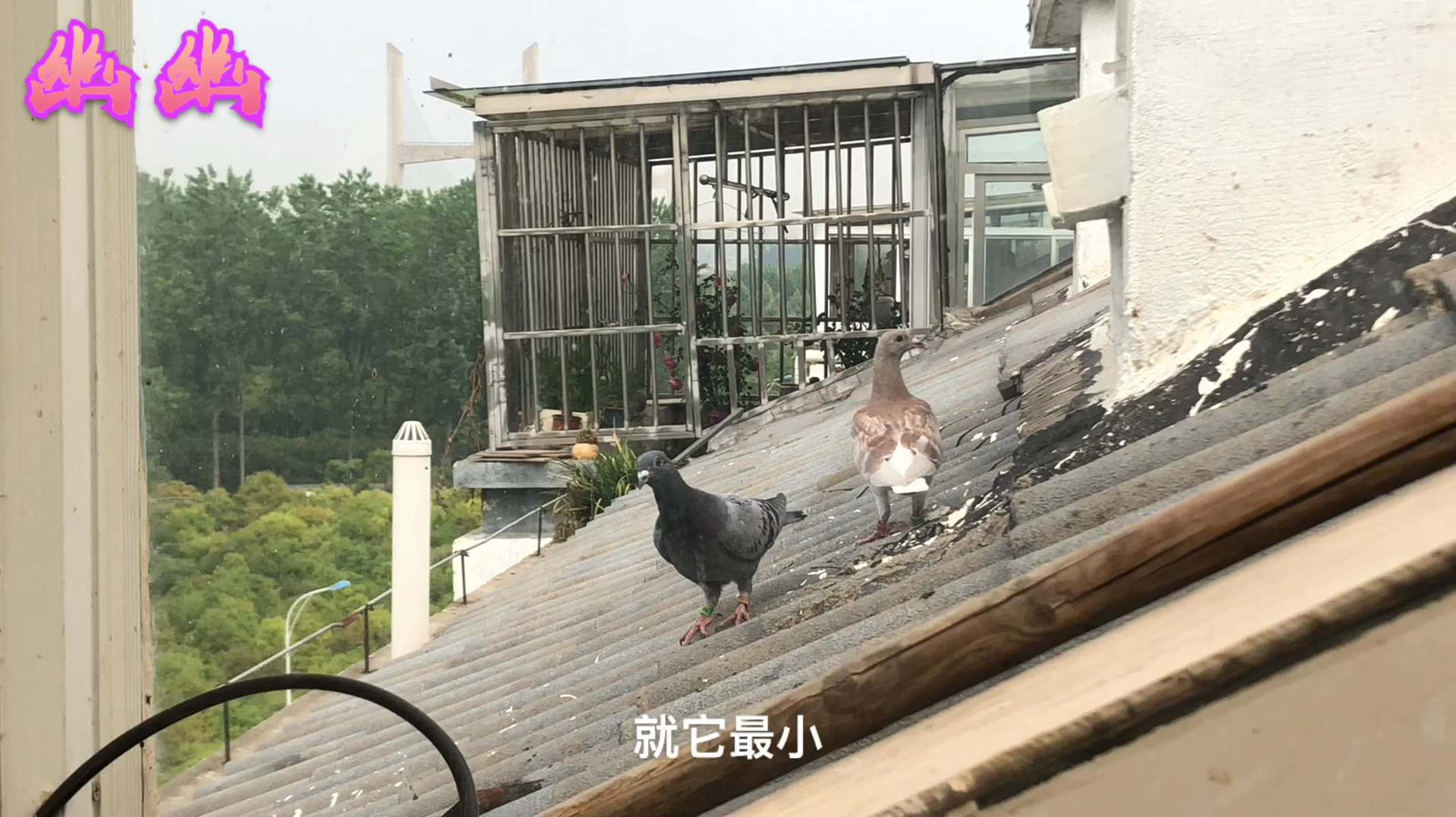早晨训放的鸽子已经全部到家,其实我每次训放都担心