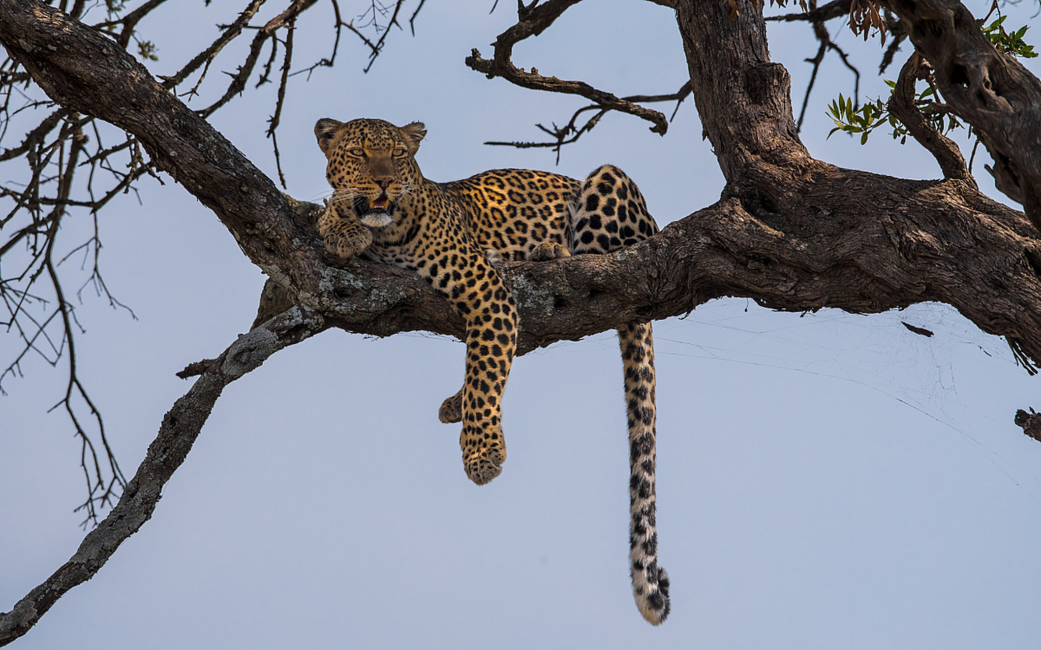 动物趣图# 猎豹稳稳地趴在树上,目光如炬,扫视四周