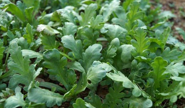 茼蒿- 热门商品专区