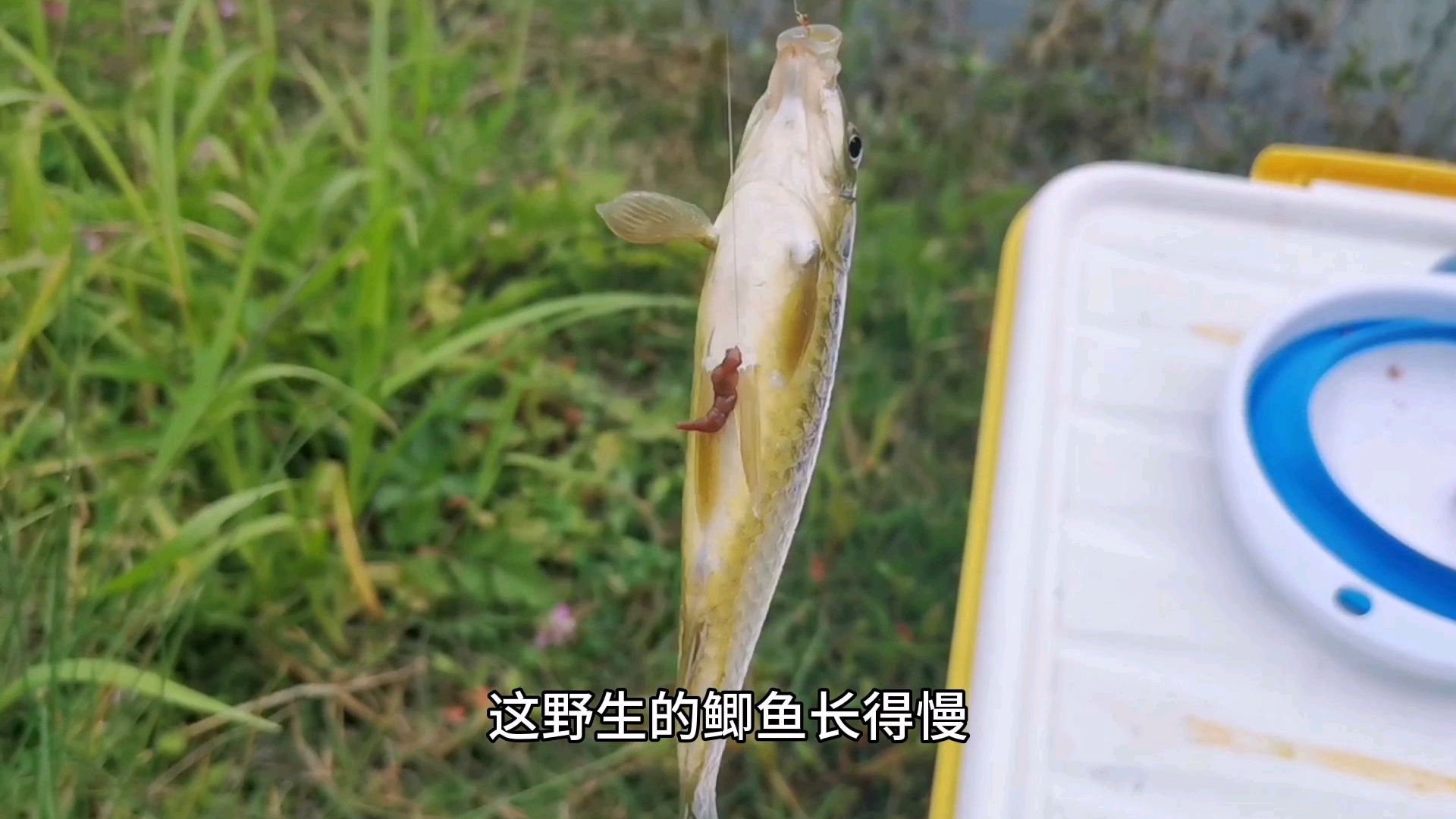 清澈见底的小溪,钓上几尾野生鱼,回家红烧下酒,美滋滋!