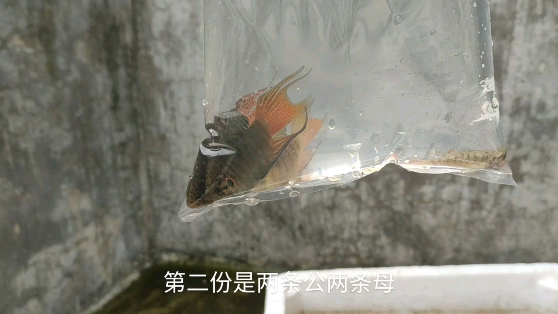 下午寄六份快递,五份是斗鱼另外一份是萨氏黄黝鱼,见过这种鱼吗