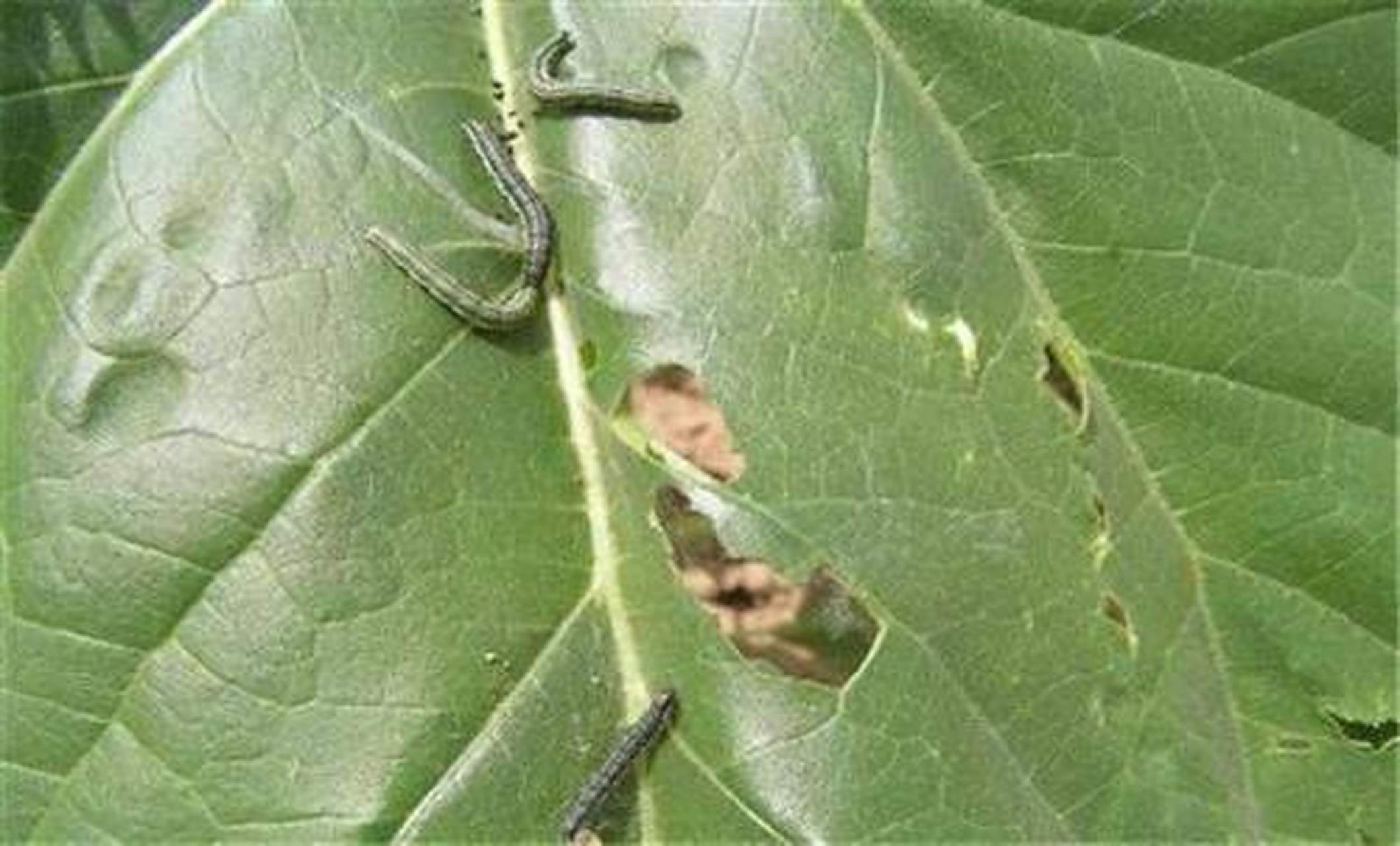 科普知识竞赛#【科普小知识】速灭杀丁,化学名称为氰戊菊酯,是目前