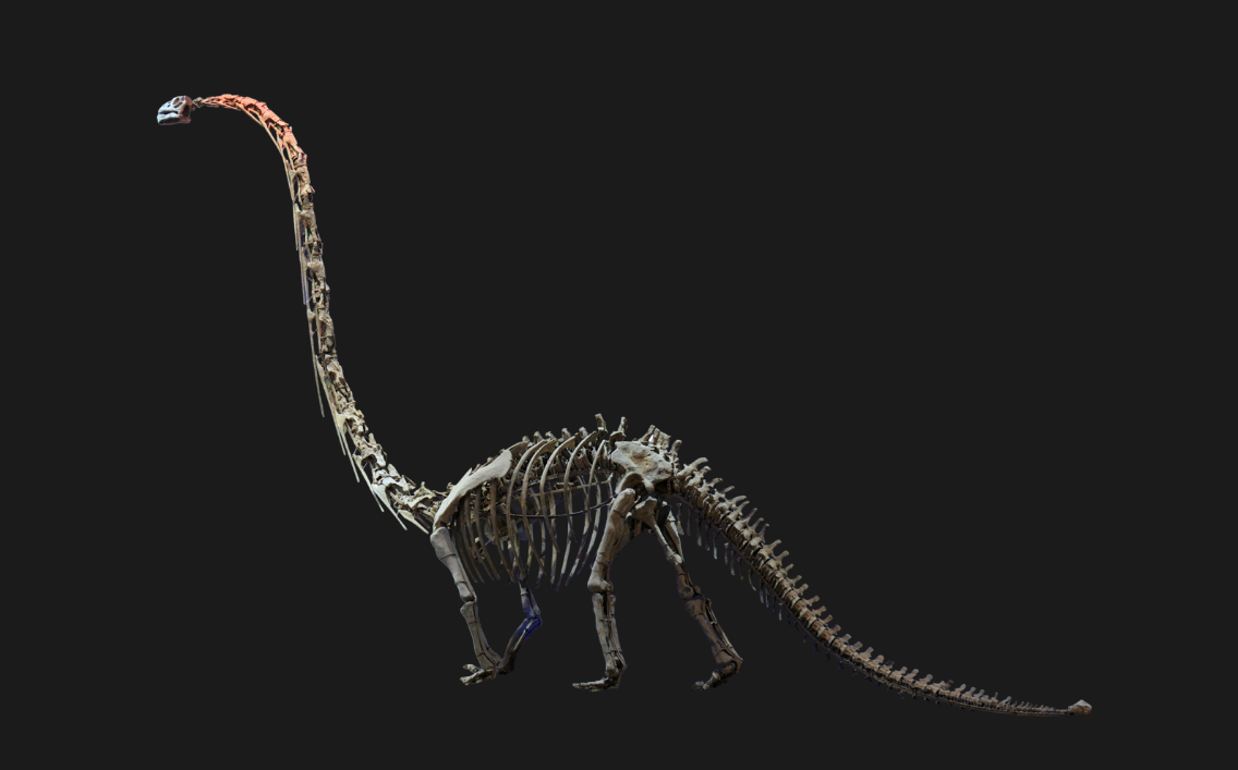 侏罗纪时期恐龙化石,隔着屏幕都震撼,这些庞然大物真