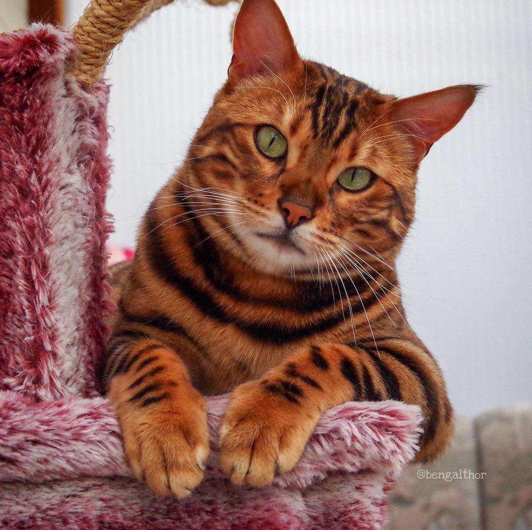 网红猫咪长得超像"小老虎",网友:一看就是大佬,惹不起惹不起