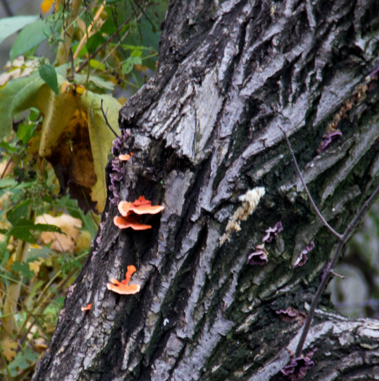 秦岭青华山|老栗树上长的是啥蘑菇?