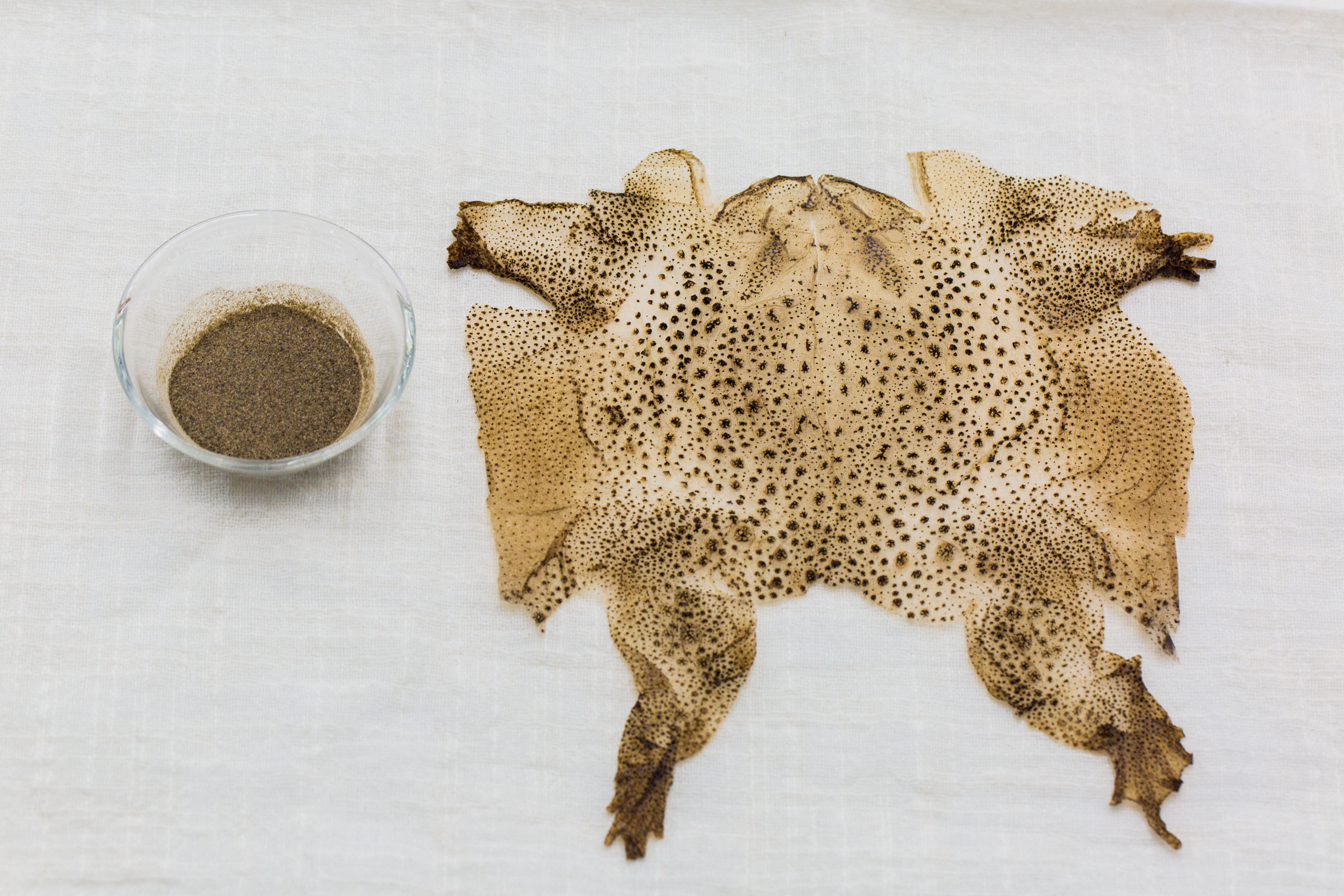 蟾衣- 热门商品专区