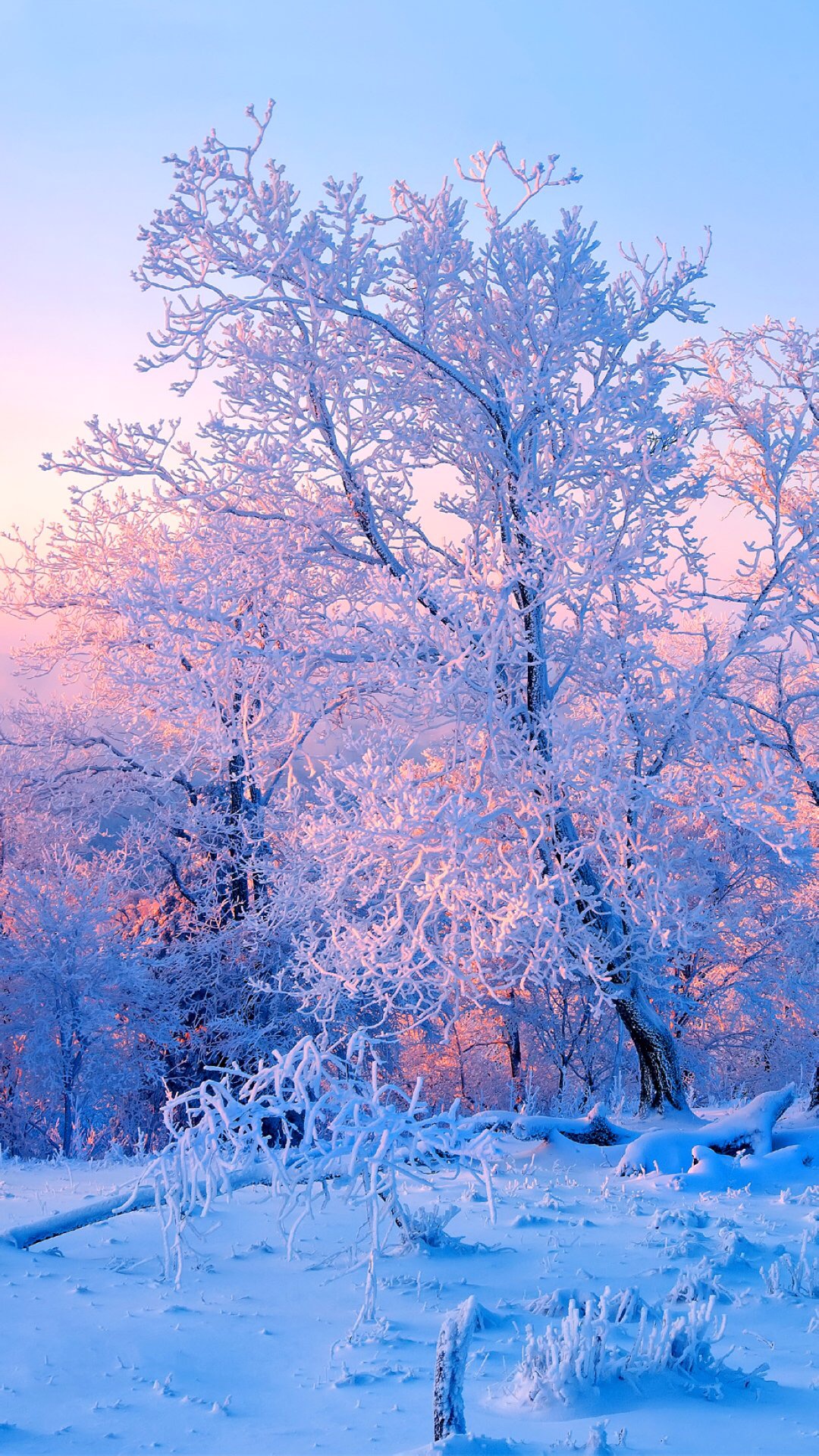 雪景壁纸|岁月不及时光长,思念长满左心房