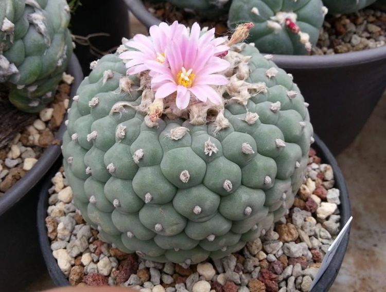 银冠玉,外形犹如硕大的馒头,在绿色的表皮上开出粉