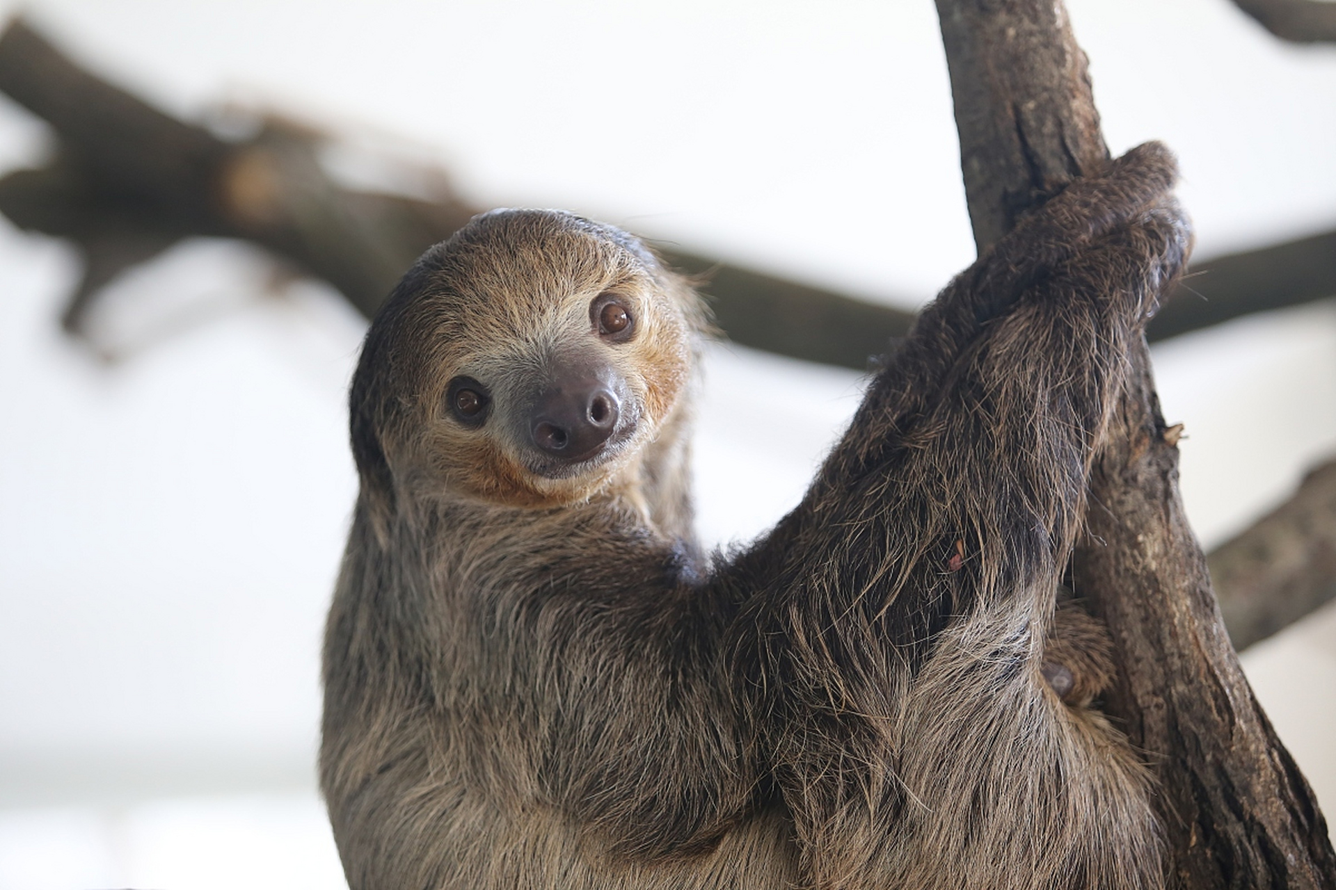 树懒:世界上最慢的哺乳动物,挂在树上,以自己的节奏,悠然自得.