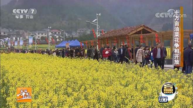 [图]美丽中国乡村行：乡村振兴看中国--油菜花节，开化是个好地方！