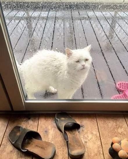 猫咪贪玩出门遇大雨淋成落汤猫,网友却都在责怪主人