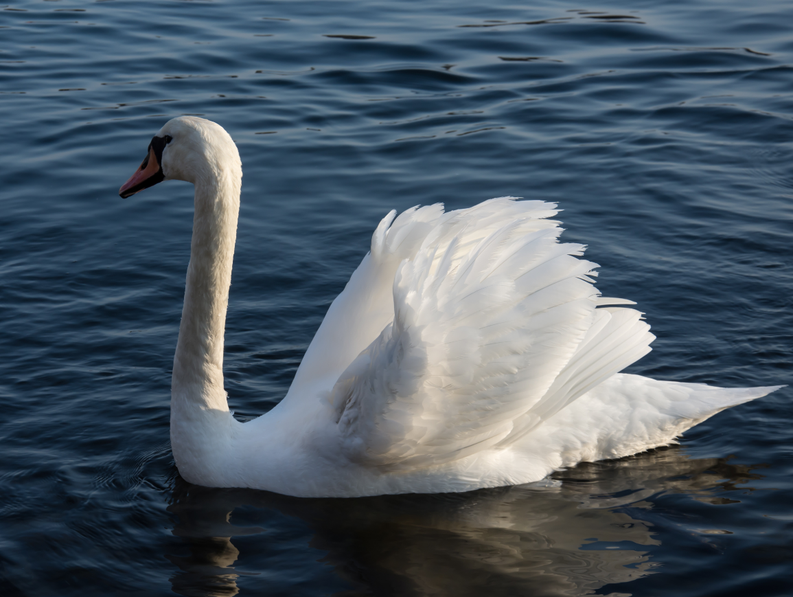 白天鹅正在准备起飞,灿烂多姿的景色,让人沐浴在其中