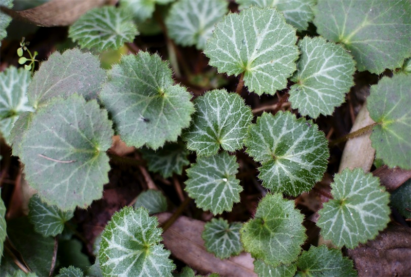 乡村田边上的这种野草,却是人们常用的中草药,药用价值很高