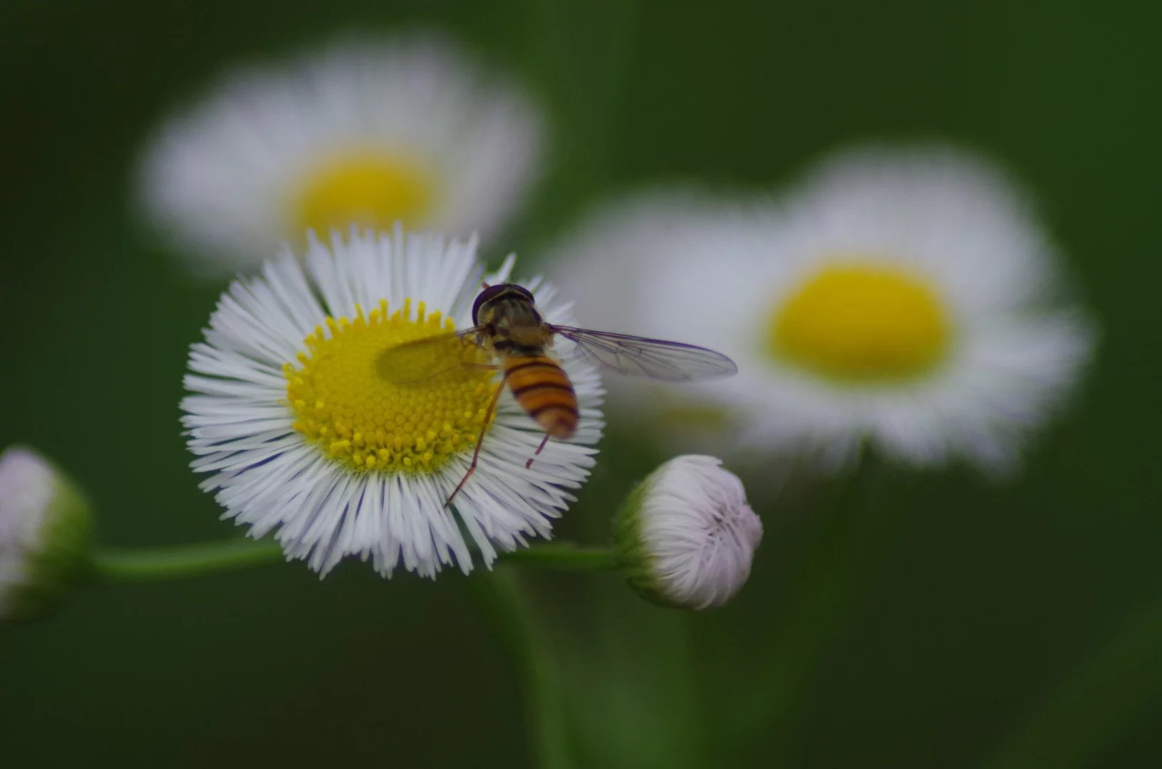 这个季节,蜜蜂和飞蓬菊更配哦!