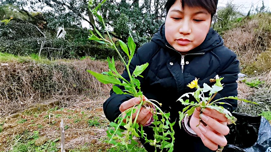 荠菜跟蒲公英长得太像,很多人分不清,记住这一点其实很简单