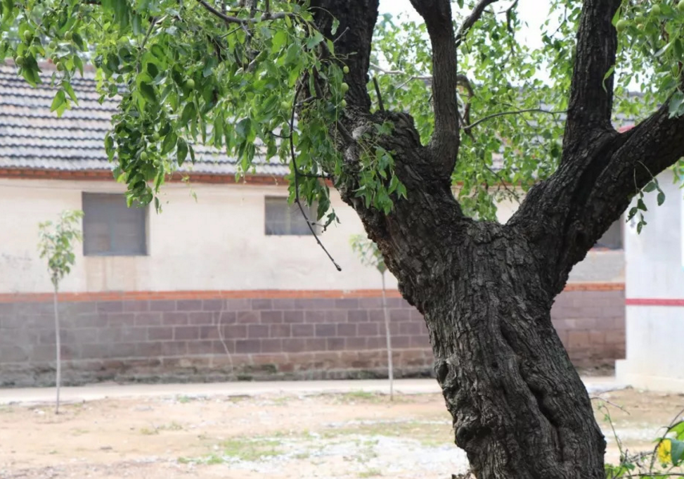 枣树一年中不同时期怎样修剪?这篇文章详细告诉你