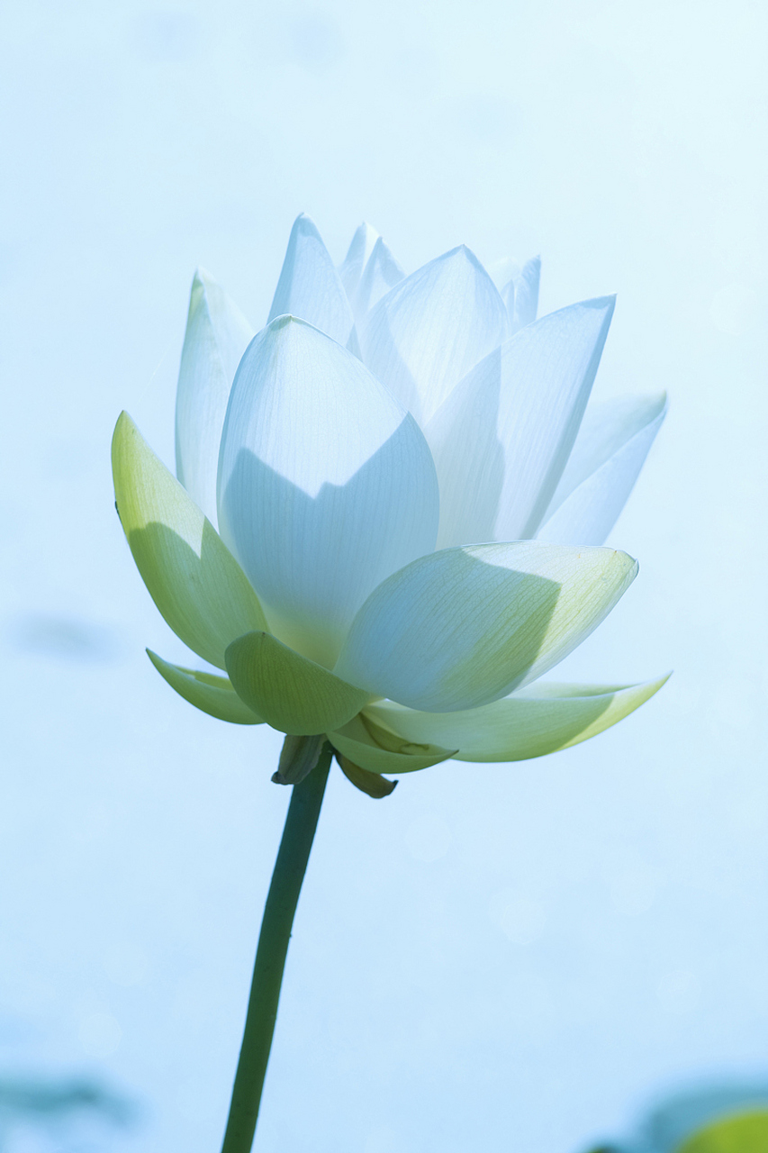 [原文:青莲