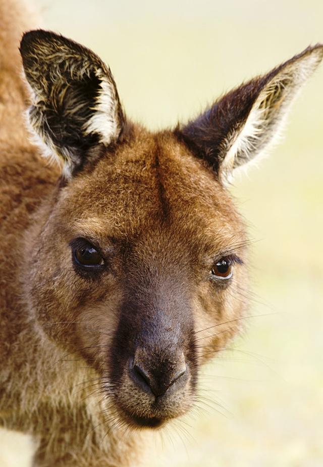 袋鼠们在澳大利亚各种不同的自然环境中生活着,不管是在雨林中,还是在