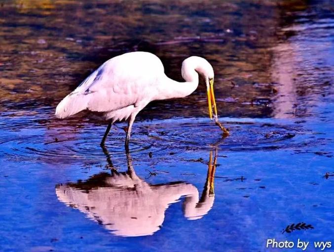 【金昌】惬意白鹭频现"网红脸",好似"家养"的一般