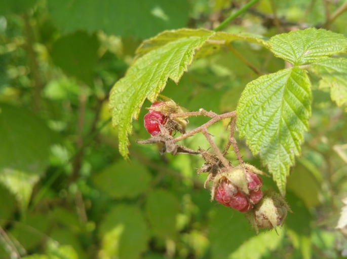 农村这种野果,吃上一颗甜在嘴里美在心中,保你吃了这颗还想那颗