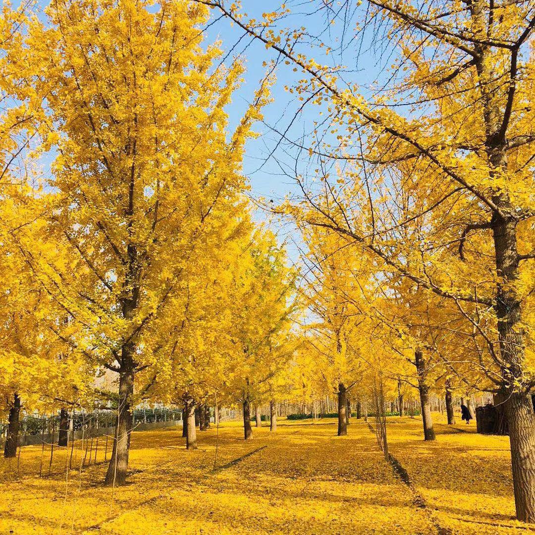 南京，秋天的银杏叶~|摄影|风光摄影|诶呀 - 原创作品 - 站酷 (ZCOOL)