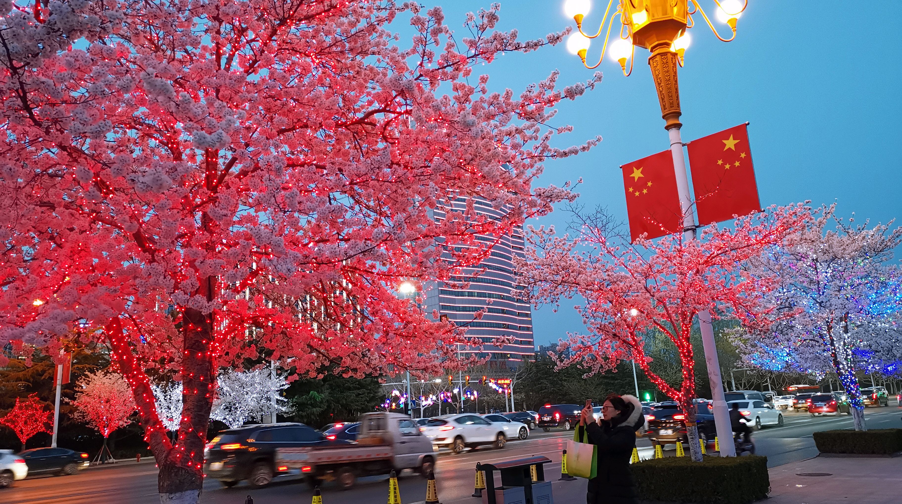 潍坊人民广场 樱花图片