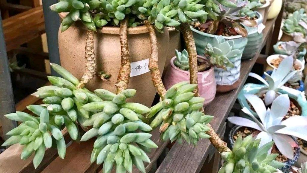 养多肉千佛手,就得使劲虐,砍头加掰叶,长出一圈头,成老桩