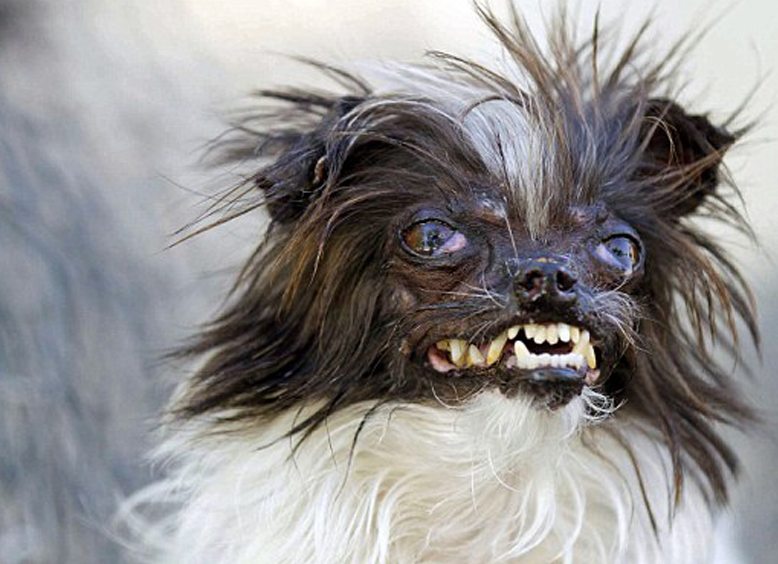 世界上最丑的狗图片图片
