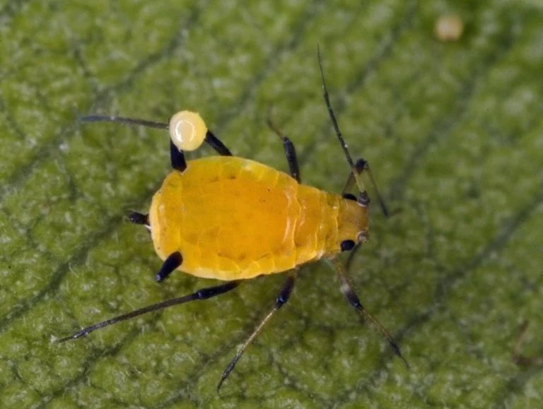 4月发文:专门祸害夹竹桃的蚜虫,这种不怕毒液的害虫