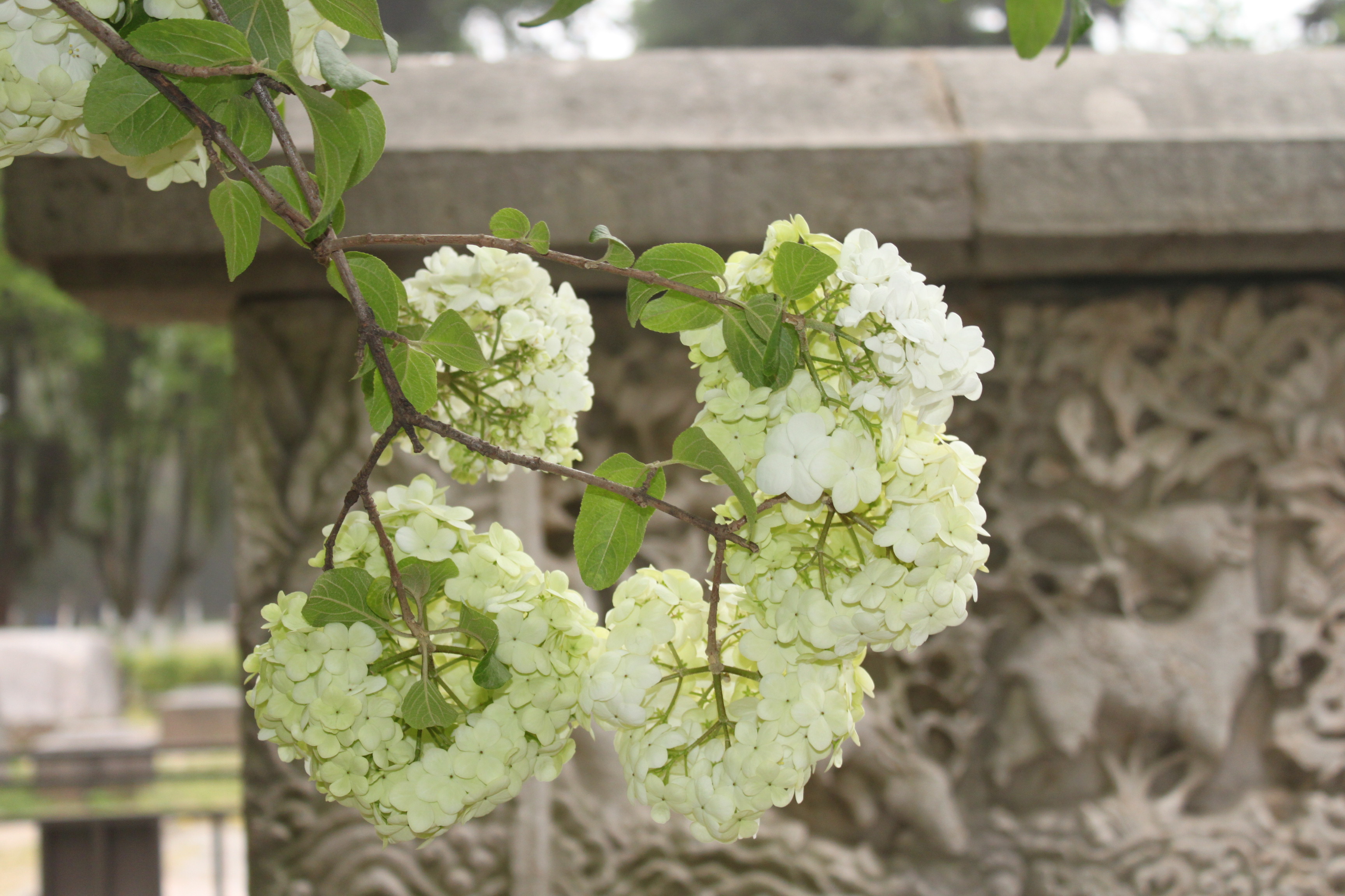 南京绣球花最美的地方图片