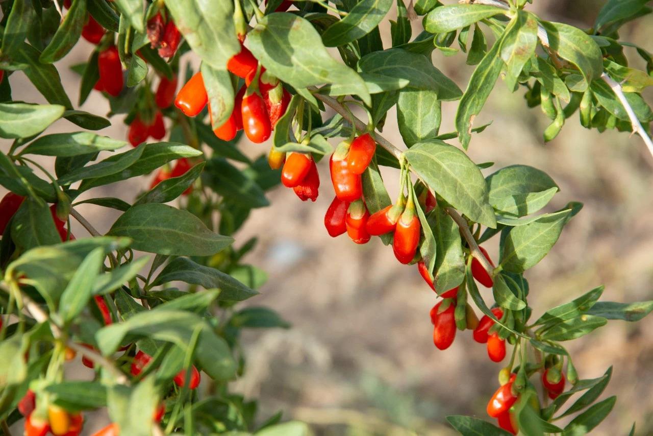 种植枸杞时想要高产,适时栽种,成活率更是其余时候种植的几倍!