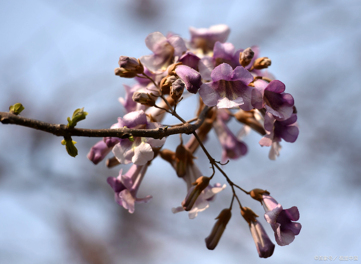 生活小詩《梧桐花開》