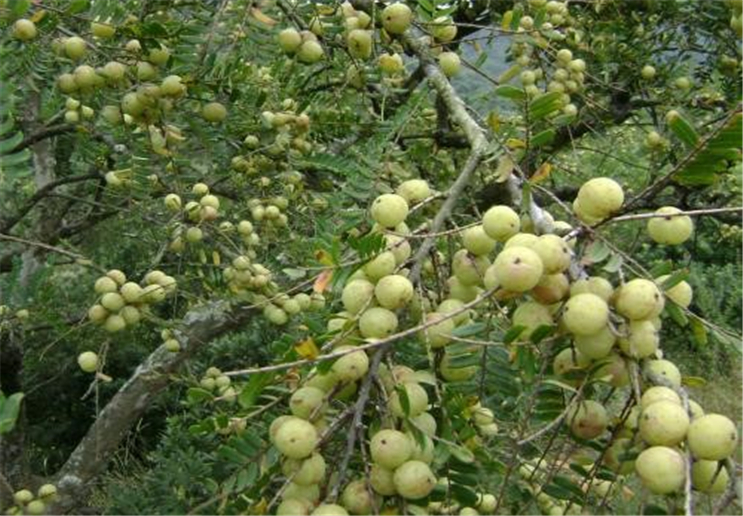 牛甘果的种植方法是怎么样的呢?它的吃法又是怎么样的呢?