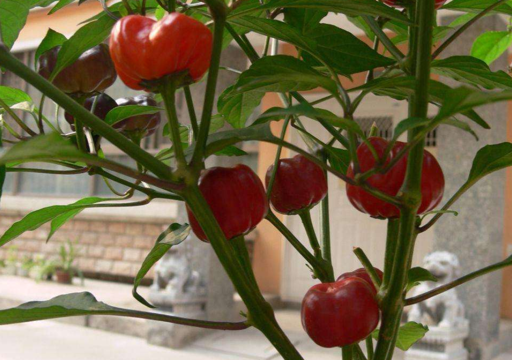 如何种植南瓜椒?学会栽培既可观赏又可食用