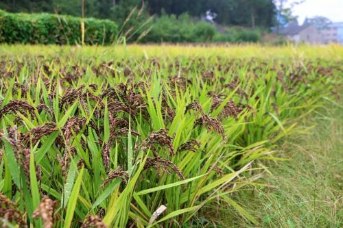 黑米- 热门商品专区