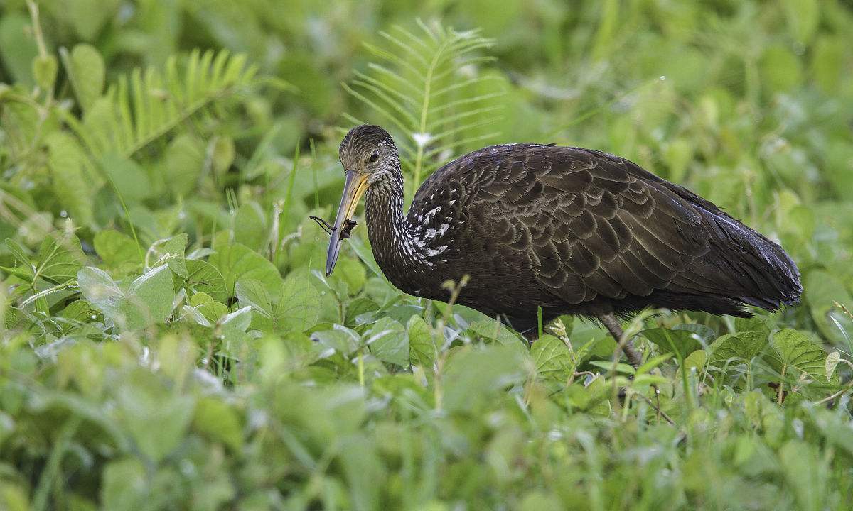 世界上最大的热带雨林保护区之一——马努国家公园