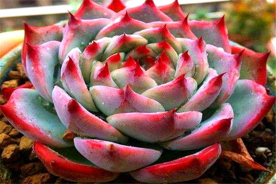 最惊艳的普货多肉吉娃娃,三五块钱一盆,出状态却比玫瑰还美丽