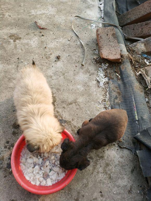 男孩花五十块钱从狗贩那救回两只流浪狗,看到狗狗的尾巴让人心疼