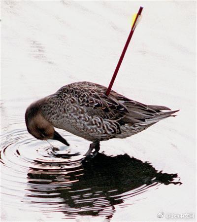 日本宫城县发现一只头上中箭的海鸥 日本网民:是中国人准备吃的