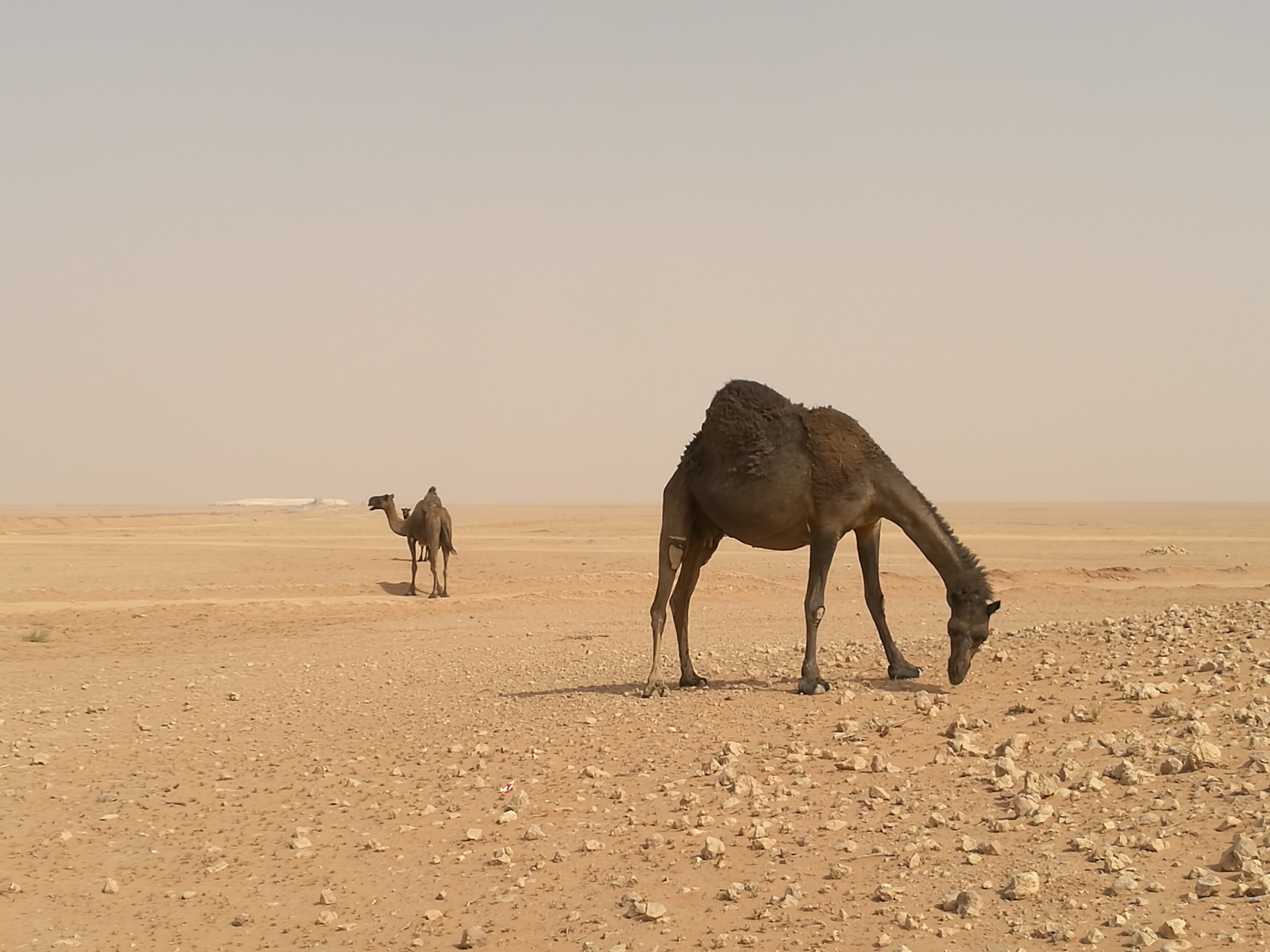 单驼峰骆驼图片