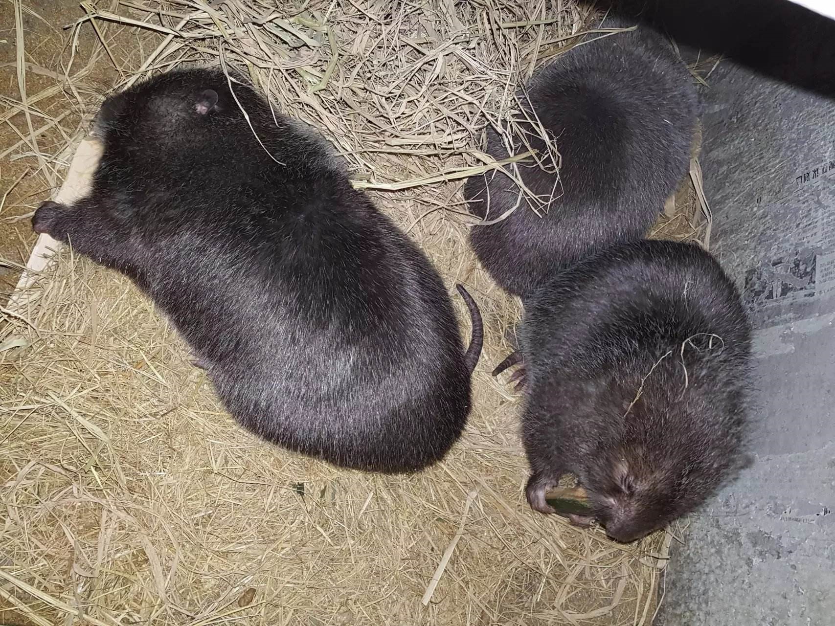 小小竹鼠皮毛柔顺肉质好,市场需求大到吃惊,养殖选它就对了