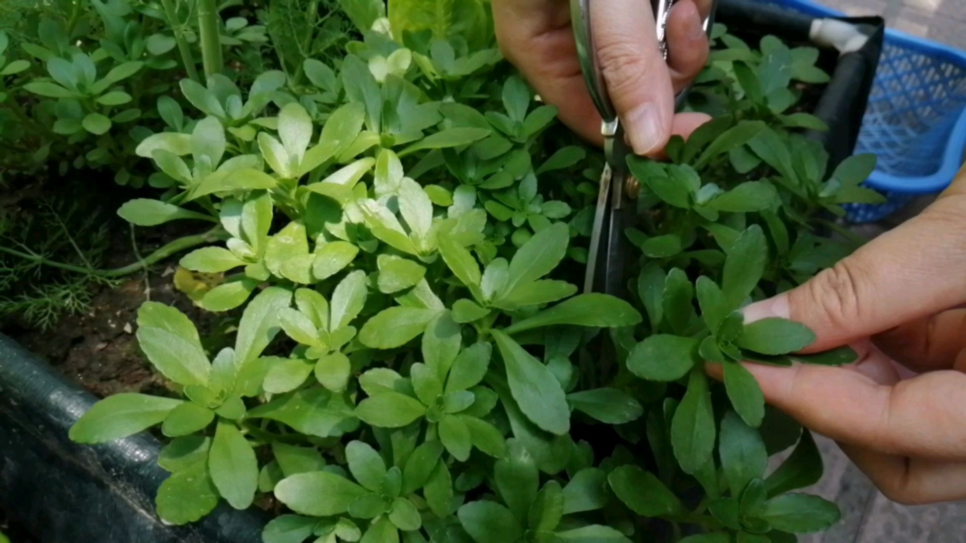 春天的美味养心菜,养心平肝抗炎抗血糖,烹饪简单一学就会